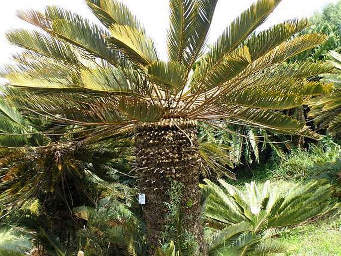 Encephalartos friderici-guilielmi