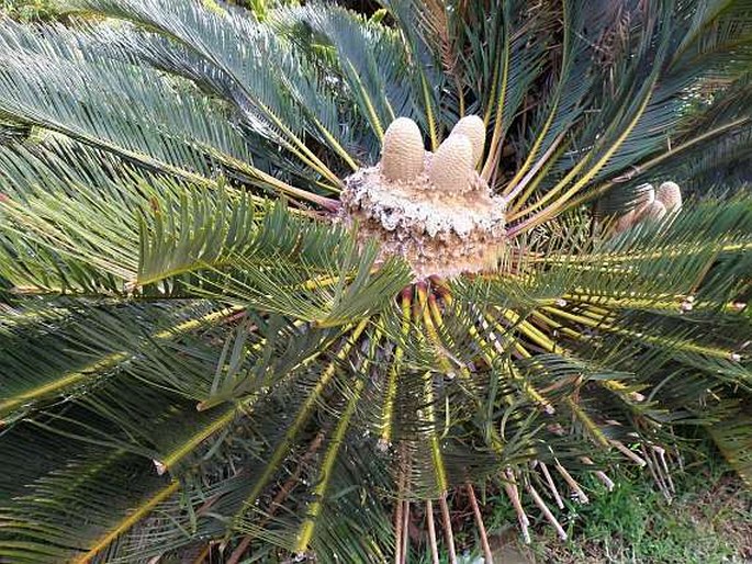 Encephalartos friderici-guilielmi