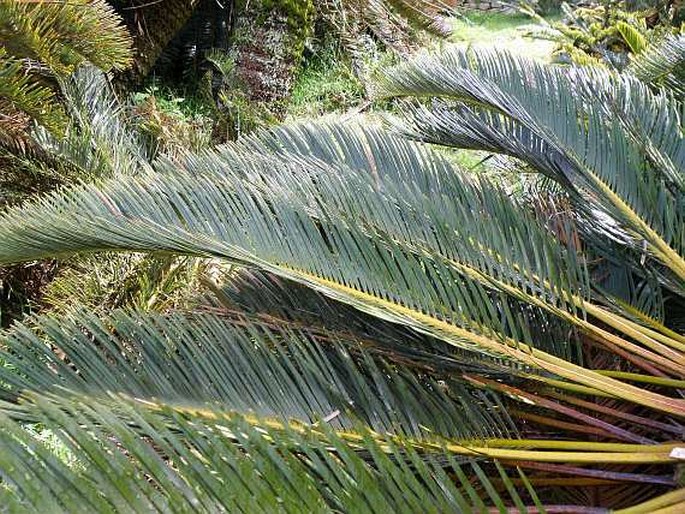 Encephalartos friderici-guilielmi