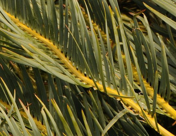 Encephalartos friderici-guilielmi