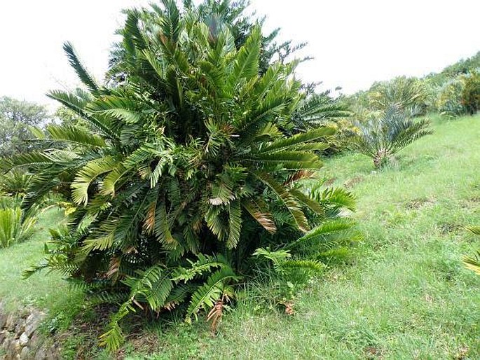 Encephalartos lebomboensis