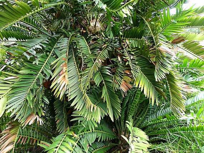 Encephalartos lebomboensis