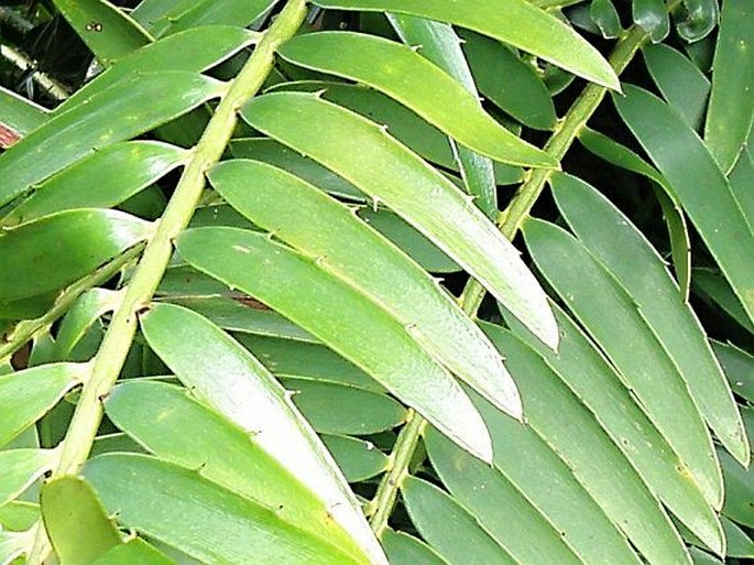 Encephalartos lebomboensis