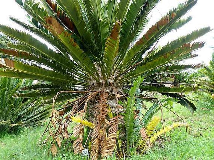 Encephalartos altensteinii