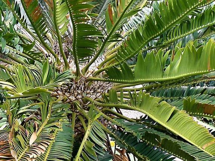 Encephalartos altensteinii