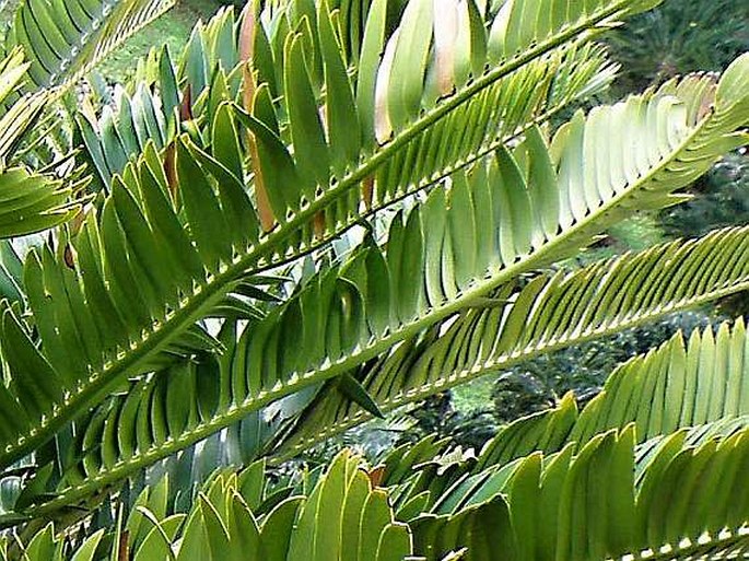 Encephalartos altensteinii