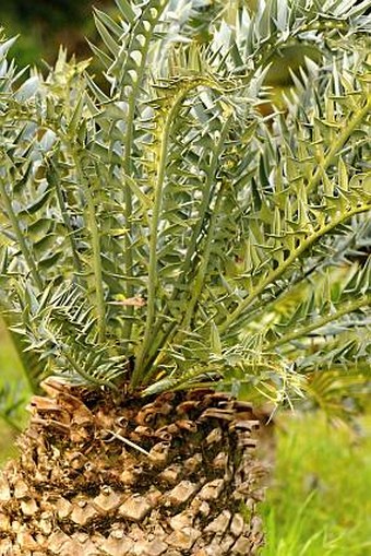 Encephalartos latifrons