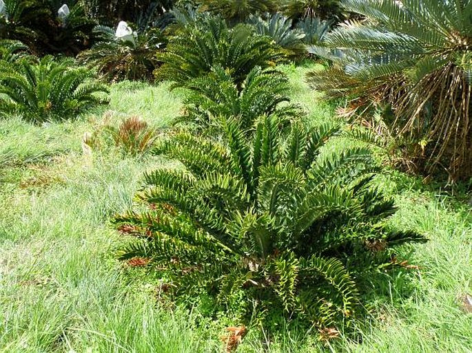 Encephalartos latifrons