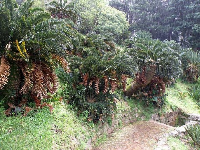 Encephalartos latifrons