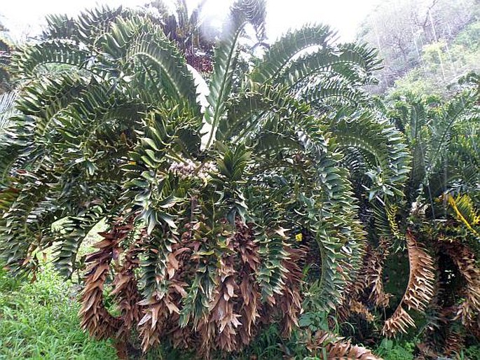 Encephalartos latifrons