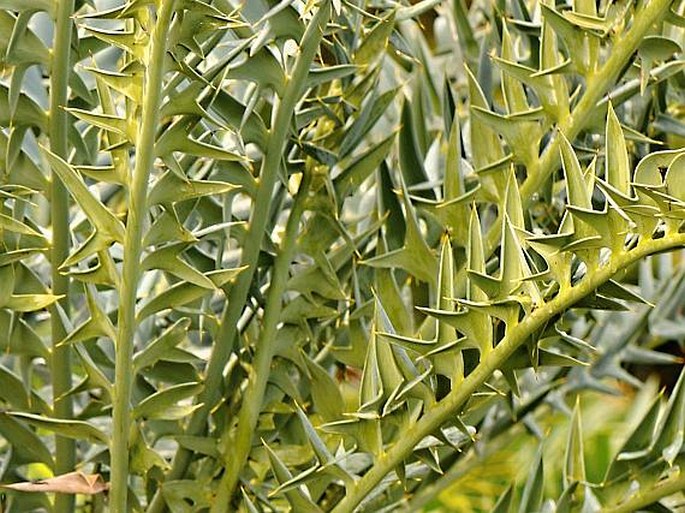 Encephalartos latifrons