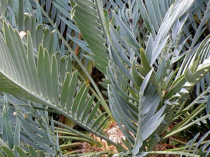 Encephalartos princeps