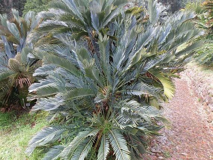 Encephalartos princeps