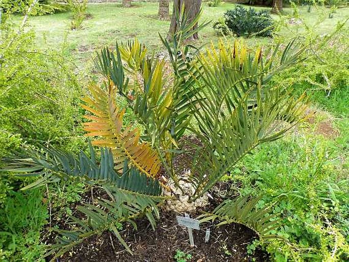 Encephalartos trispinosus