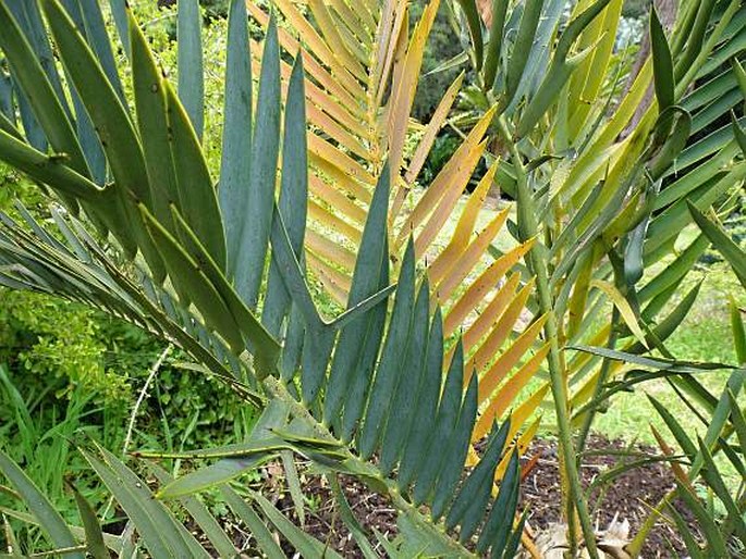 Encephalartos trispinosus