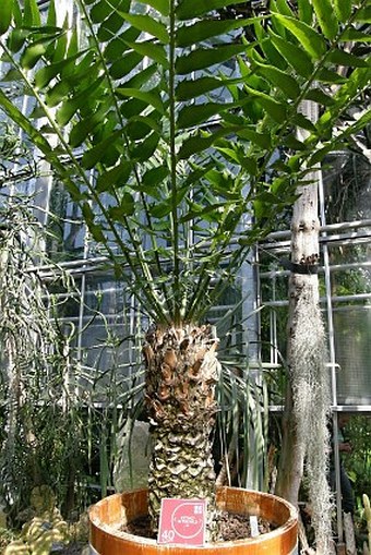 Encephalartos woodii