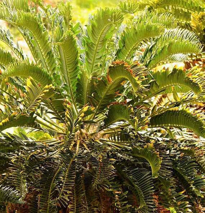 Encephalartos woodii