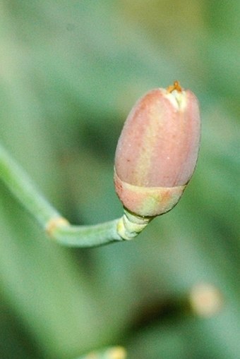 Ephedra foeminea