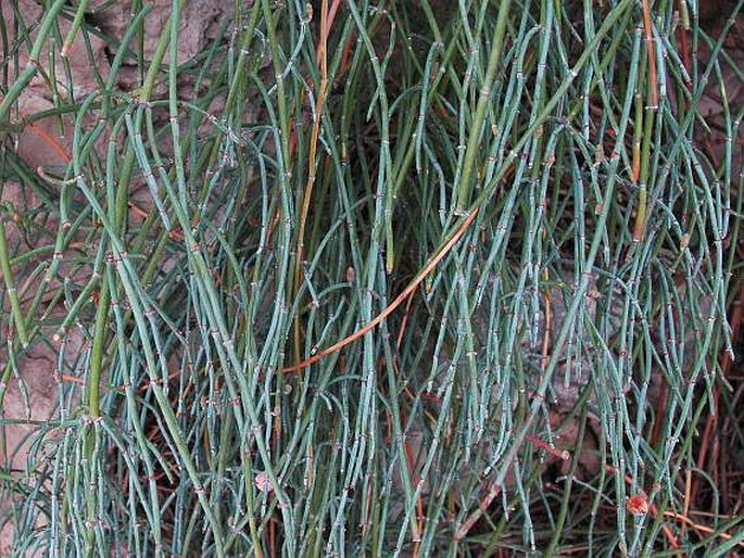 Ephedra foeminea