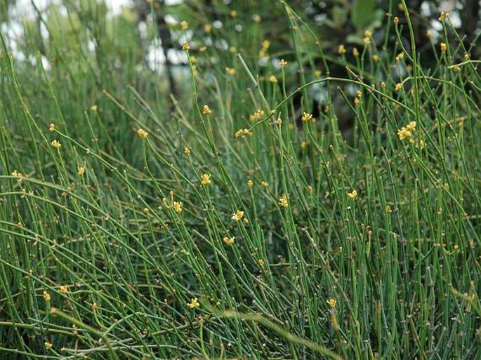 Ephedra foeminea