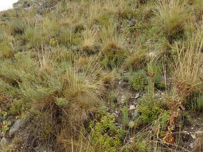 Ephedra distachya subsp. helvetica