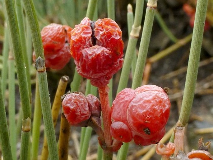 Ephedra distachya subsp. helvetica