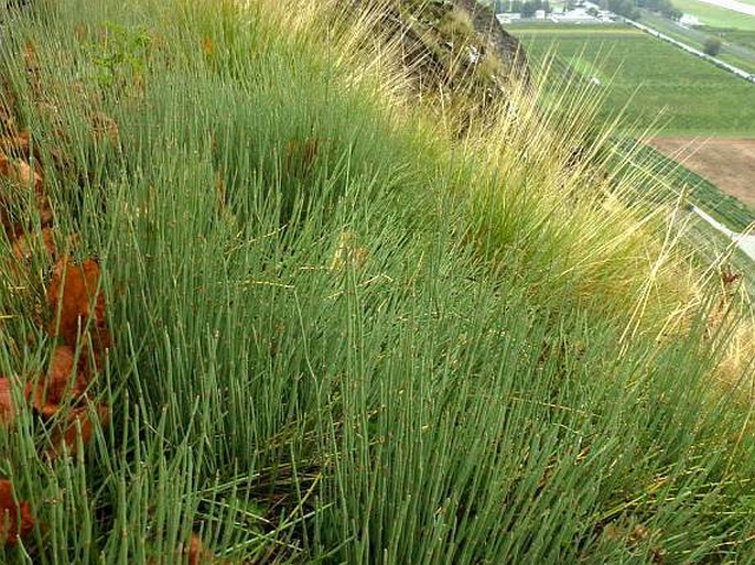 Ephedra distachya subsp. helvetica