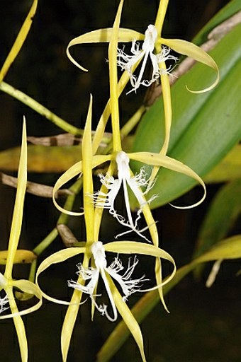 Epidendrum ciliare