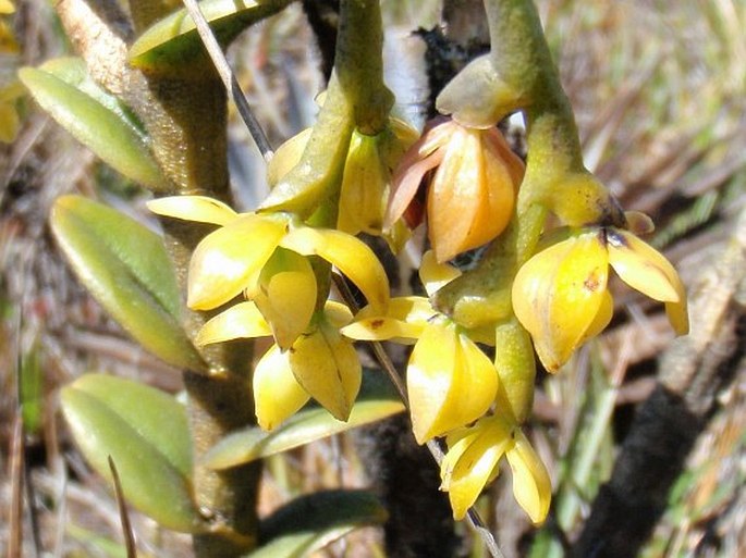 Epidendrum alsum