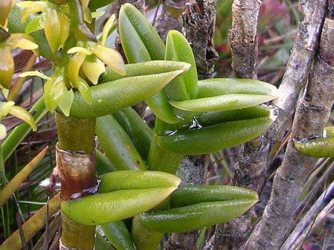 Epidendrum alsum