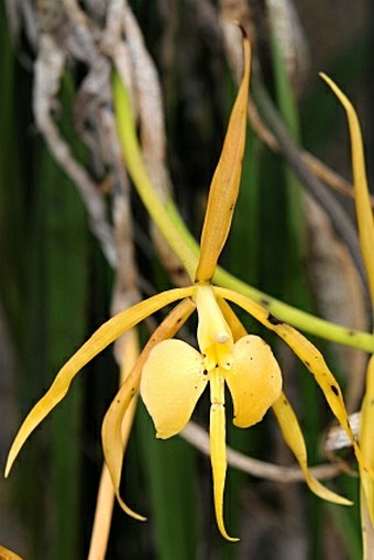 Epidendrum parkinsonianum