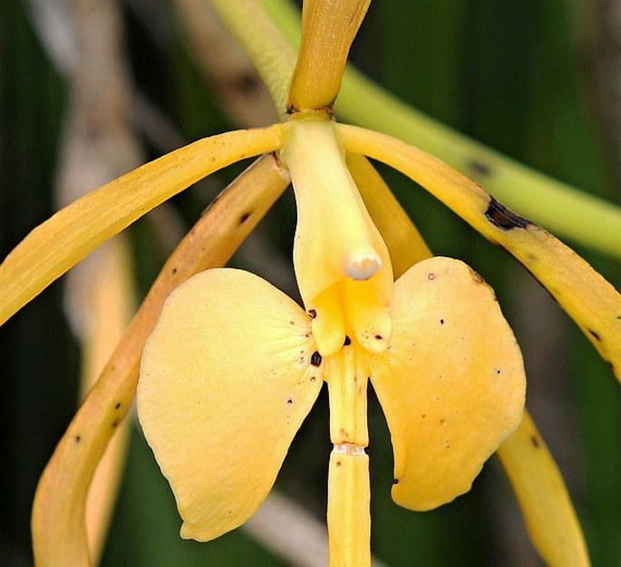 Epidendrum parkinsonianum