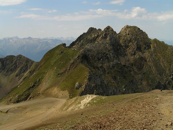 Epilobium anagallidifolium