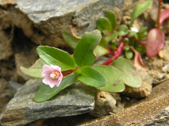 Epilobium anagallidifolium