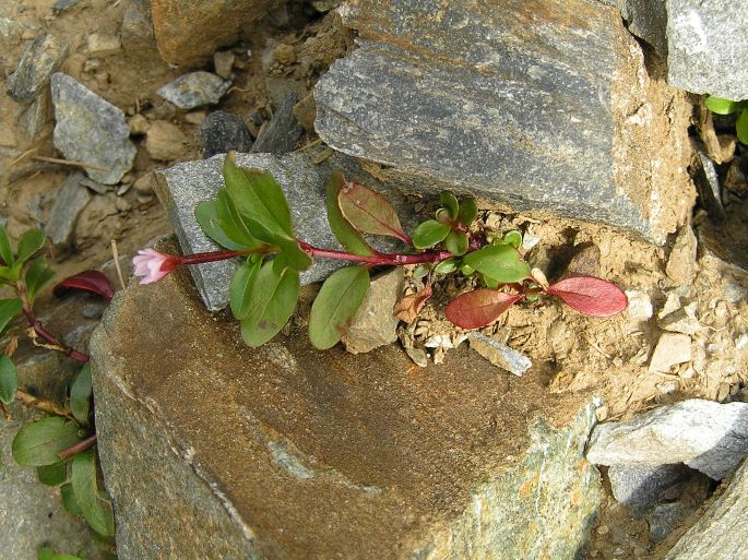 Epilobium anagallidifolium