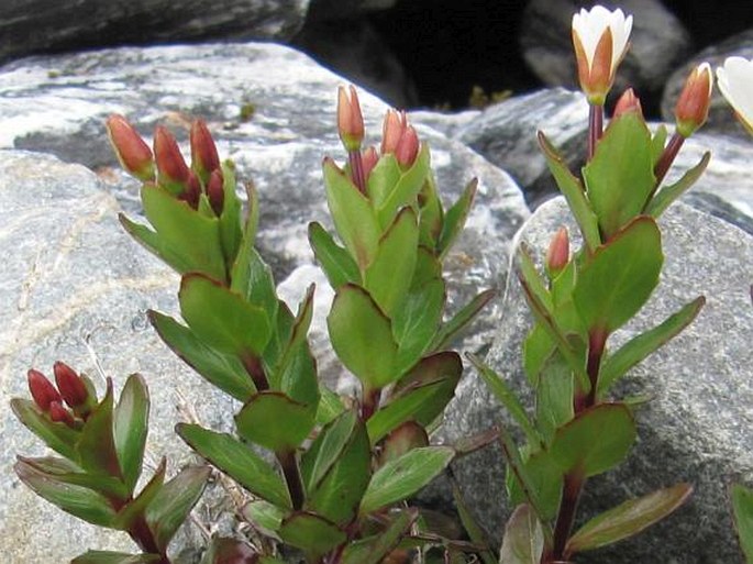 Epilobium alsinoides