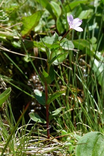 Epilobium alsinifolium