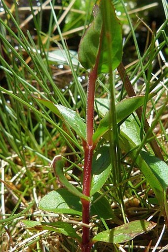 Epilobium alsinifolium