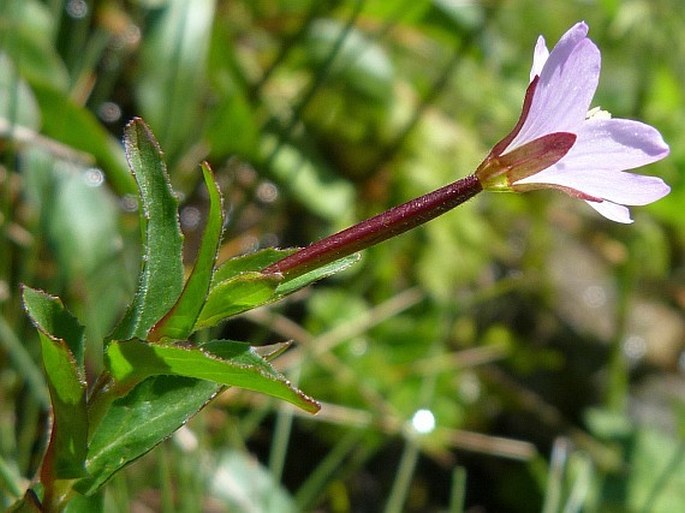 EPILOBIUM ALSINIFOLIUM Vill. - vrbovka žabincolistá / vŕbovka kuričkolistá