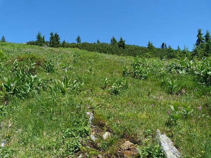 Epilobium alsinifolium