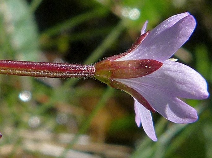 Epilobium alsinifolium