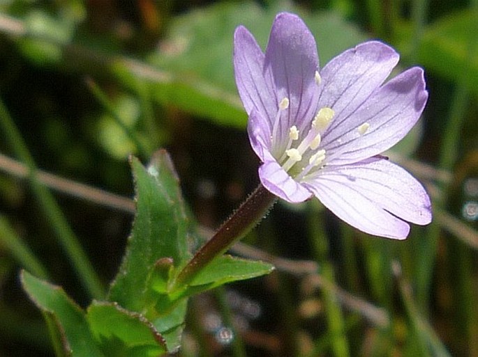 Epilobium alsinifolium