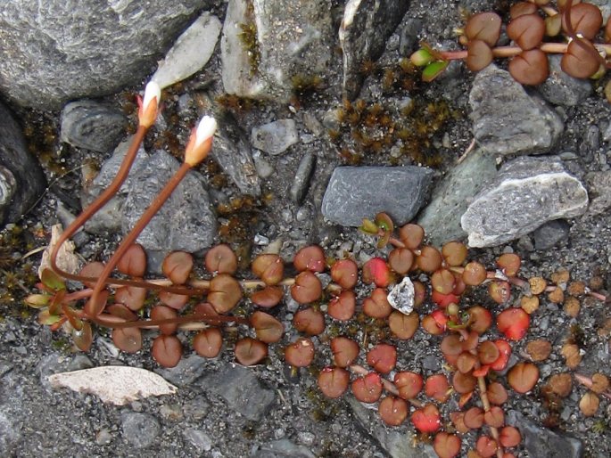 Epilobium brunnescens