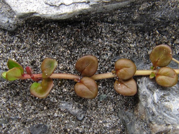 Epilobium brunnescens