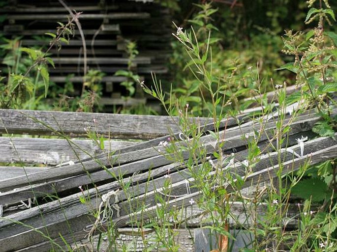 Epilobium adenocaulon