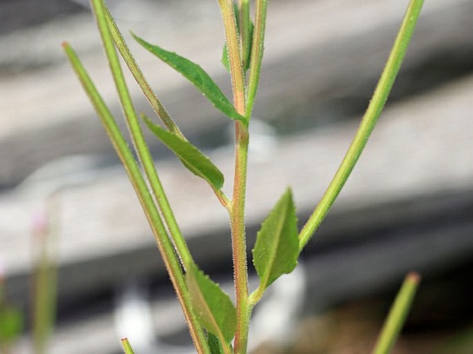 Epilobium adenocaulon