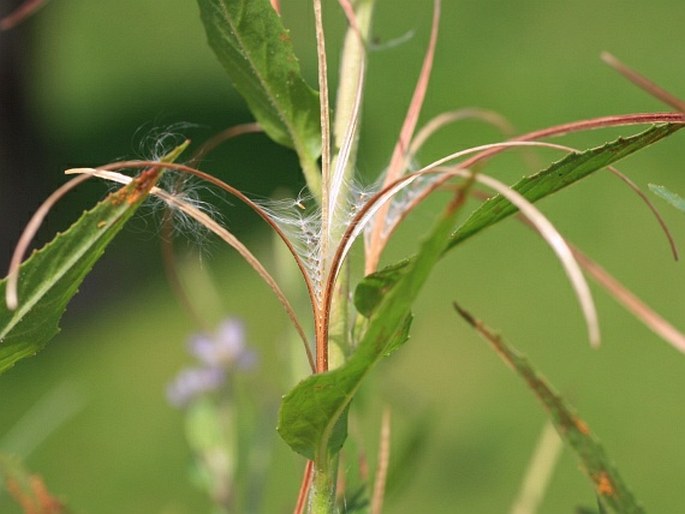 Epilobium adenocaulon