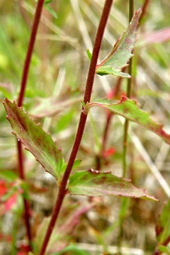 Epilobium collinum