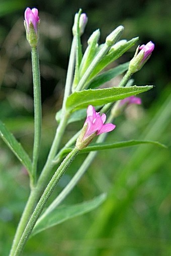 Epilobium obscurum