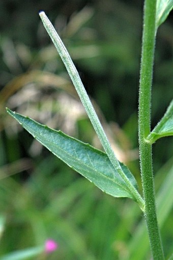 Epilobium obscurum